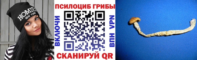 Галлюциногенные грибы Cubensis Мышкин